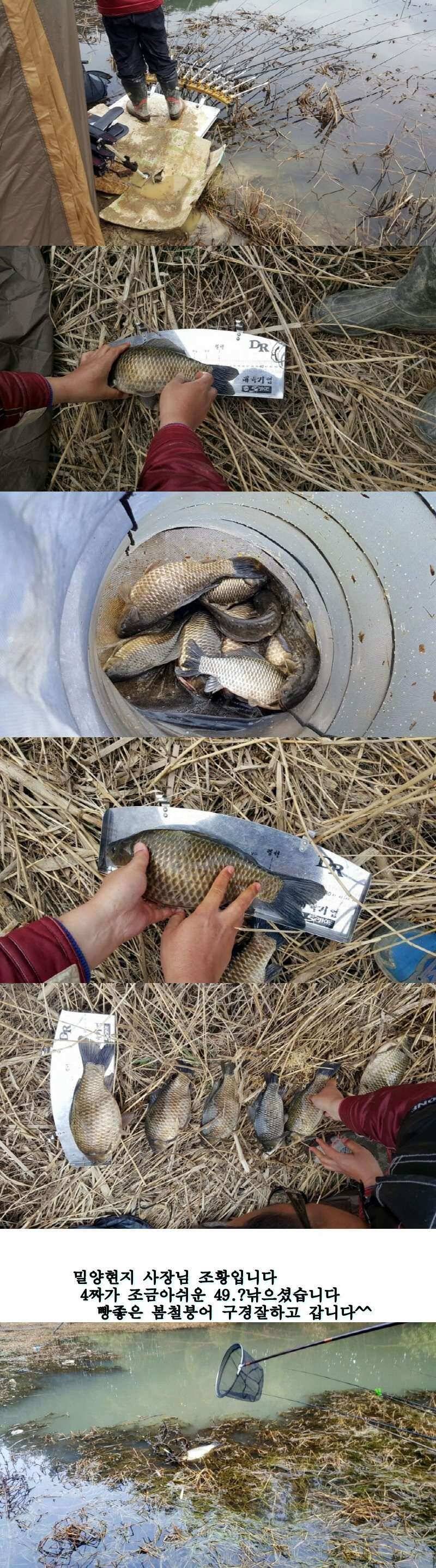 밀양권 4짜 호조황소식320323까지 (조황조행기 - 낚시점조황)