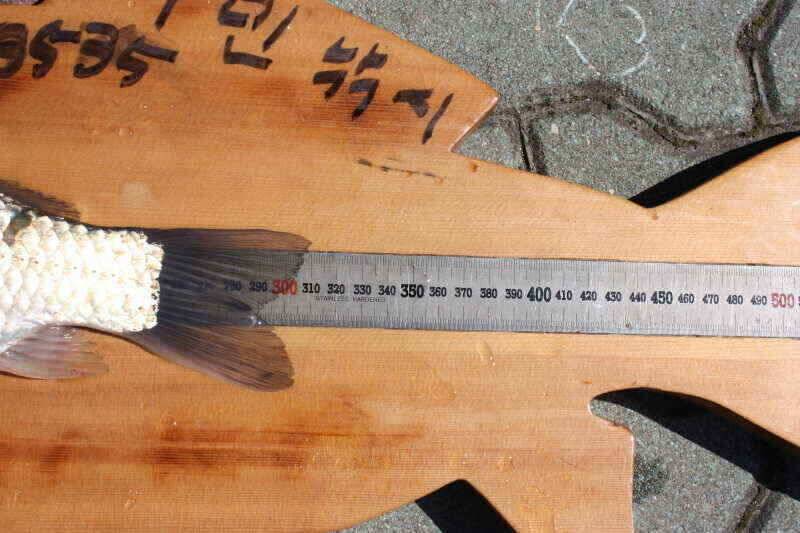 경산 시민낚시 올해 첫인사 올립니다 (조황조행기 - 낚시점조황)
