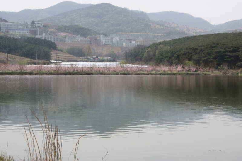 경산 시민낚시 올해 첫인사 올립니다 (조황조행기 - 낚시점조황)