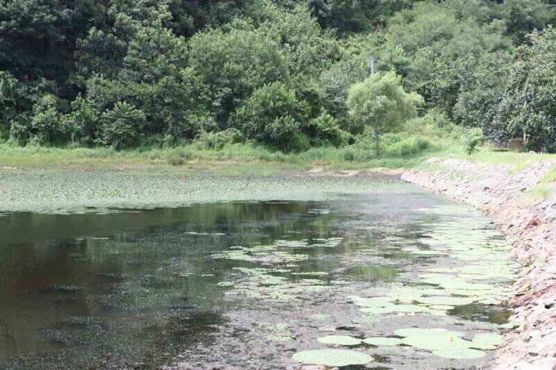 경산권 현제 소류지 상황 올려 드립니다 (조황조행기 - 낚시점조황)