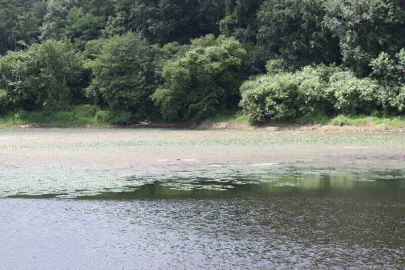 경산권 현제 소류지 상황 올려 드립니다 (조황조행기 - 낚시점조황)