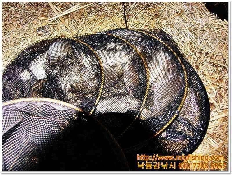 창원 낙동강낚시 (조황조행기 - 낚시점조황)