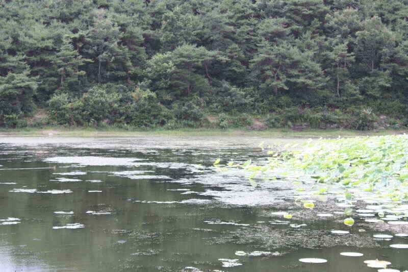 경산권 현제 소류지 상황 올려 드립니다 (조황조행기 - 낚시점조황)