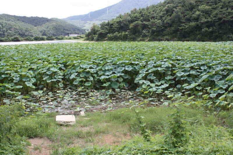 경산권 현제 소류지 상황 올려 드립니다 (조황조행기 - 낚시점조황)