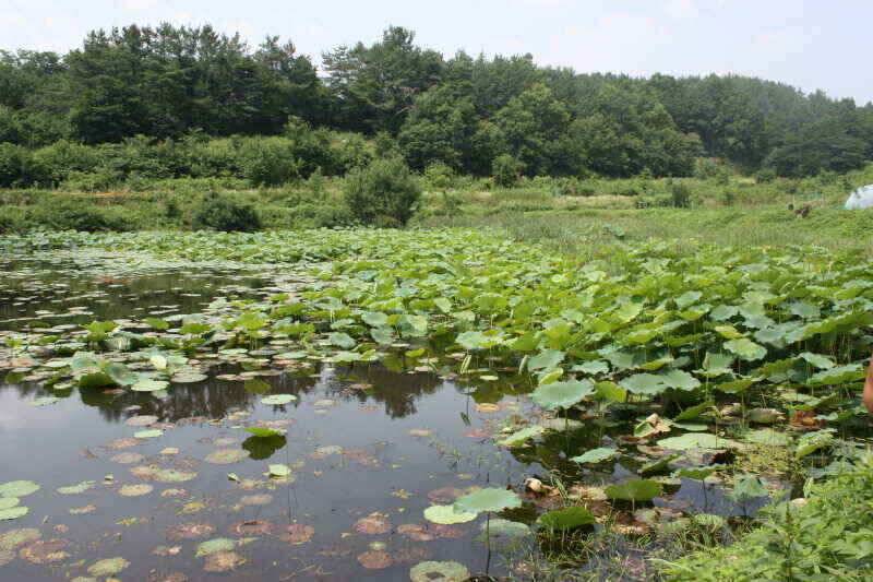 안녕 하세요 경산권 조황정보 올려 드립니다 (조황조행기 - 낚시점조황)