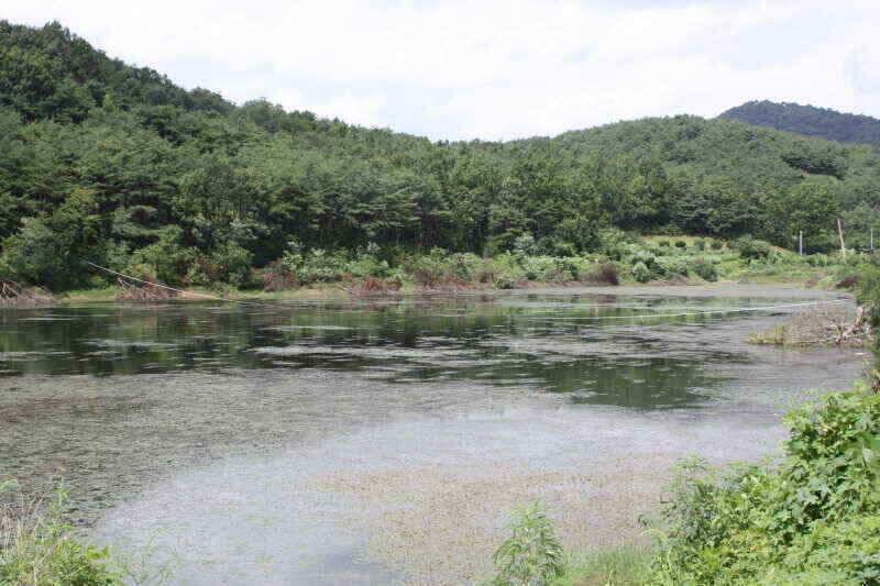 경산권 현제 소류지 상황 올려 드립니다 (조황조행기 - 낚시점조황)