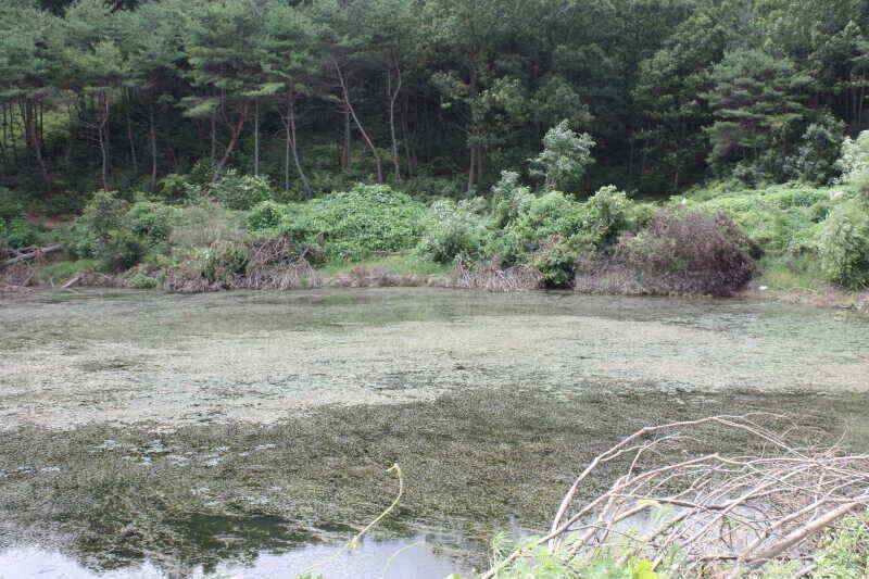 경산권 현제 소류지 상황 올려 드립니다 (조황조행기 - 낚시점조황)