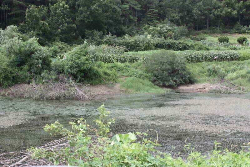 경산권 현제 소류지 상황 올려 드립니다 (조황조행기 - 낚시점조황)