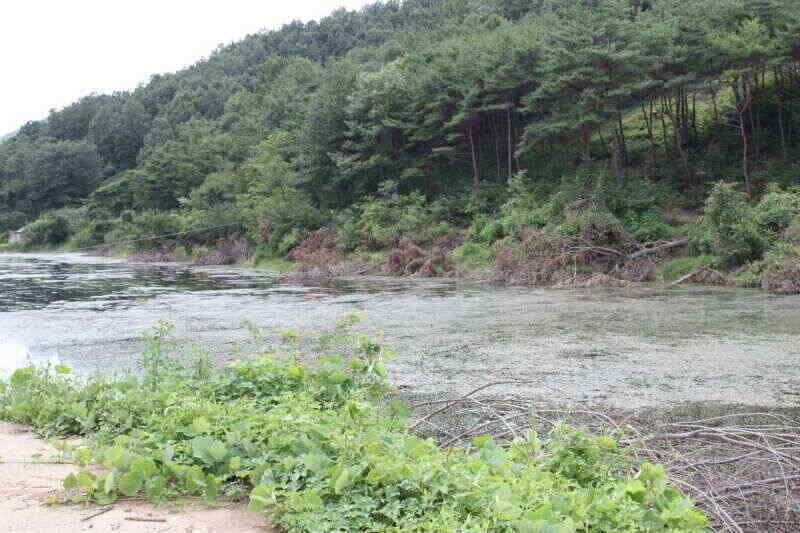 경산권 현제 소류지 상황 올려 드립니다 (조황조행기 - 낚시점조황)
