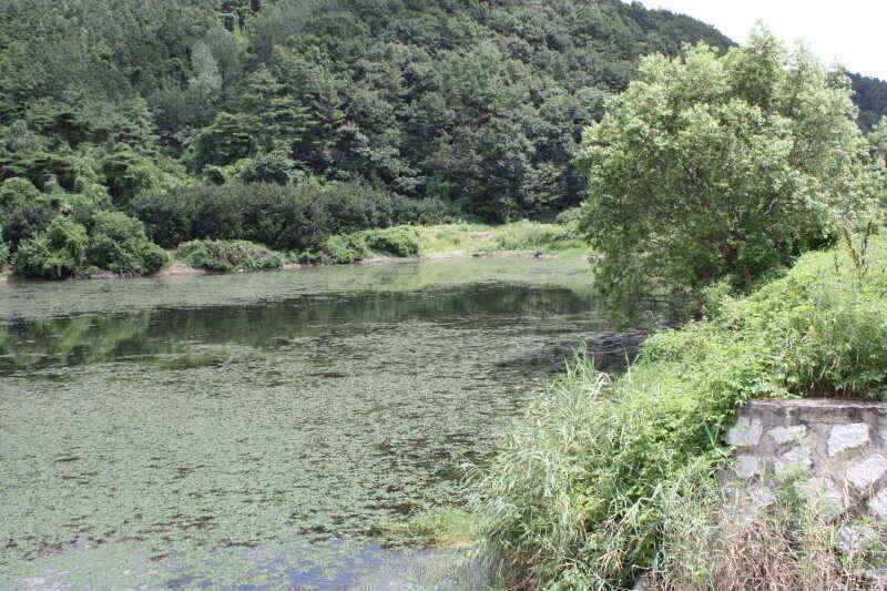 경산권 현제 소류지 상황 올려 드립니다 (조황조행기 - 낚시점조황)