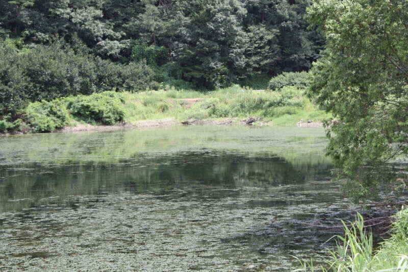 경산권 현제 소류지 상황 올려 드립니다 (조황조행기 - 낚시점조황)