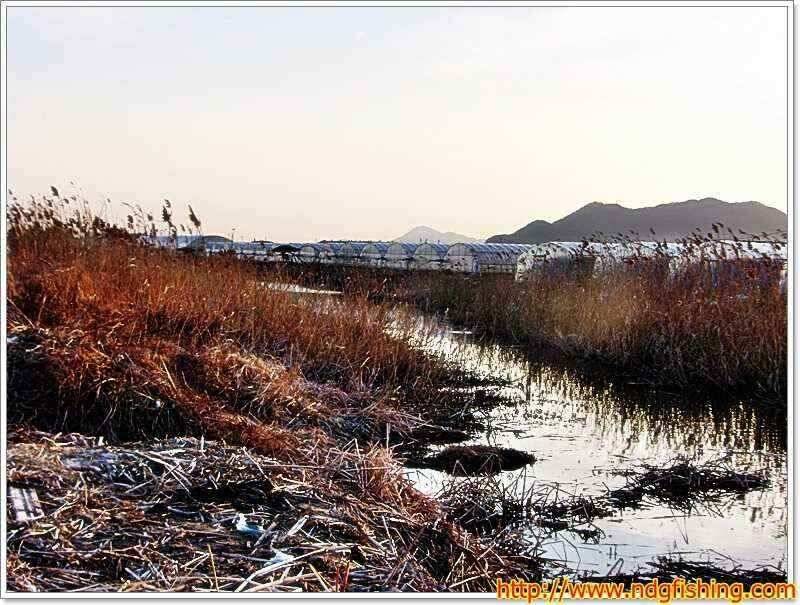 창원 낙동강낚시 (조황조행기 - 낚시점조황)