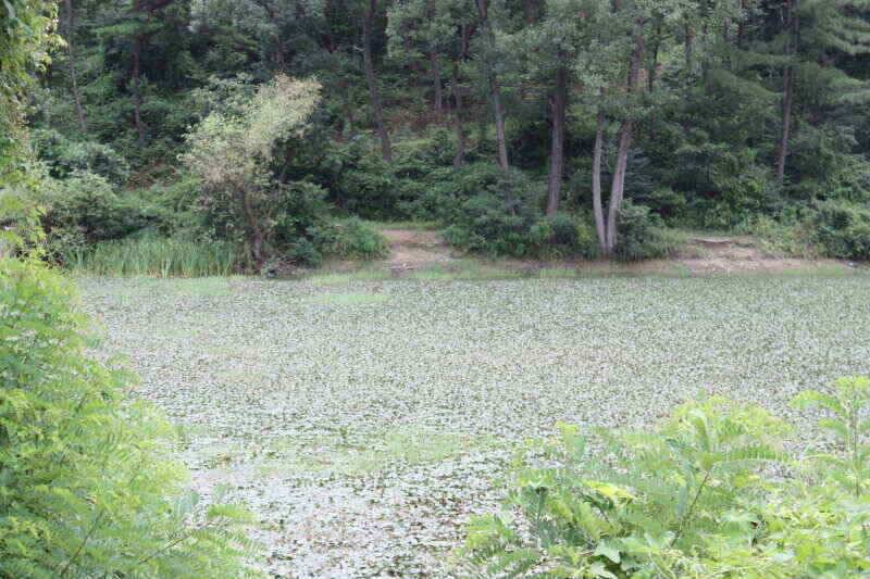 경산권 현제 소류지 상황 올려 드립니다 (조황조행기 - 낚시점조황)