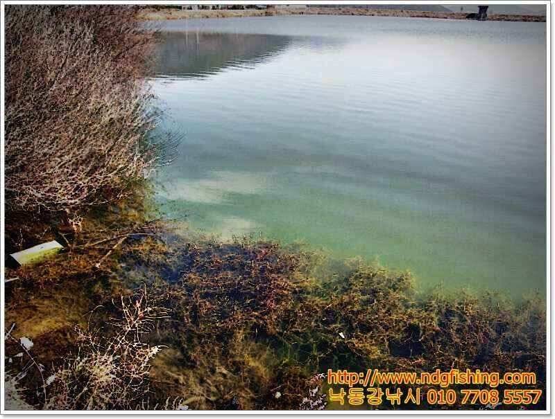 창원 낙동강낚시 (조황조행기 - 낚시점조황)