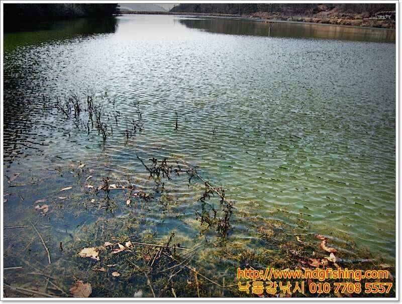 창원 낙동강낚시 (조황조행기 - 낚시점조황)