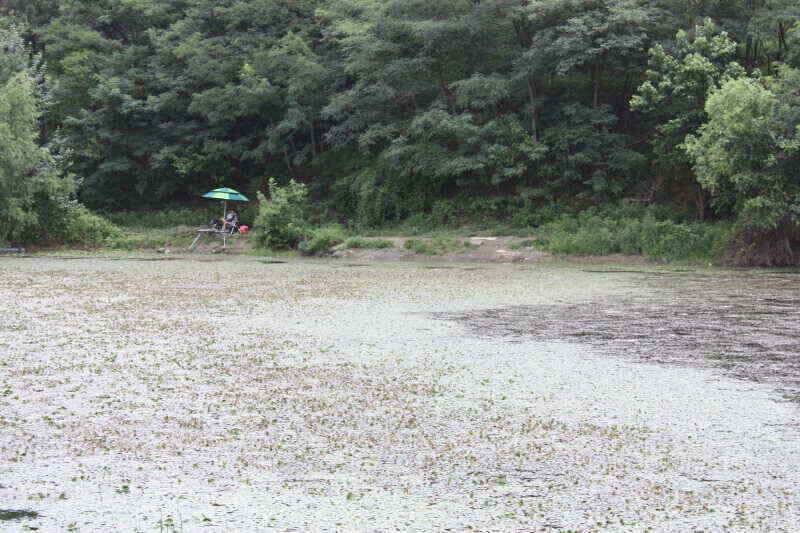경산권 현제 소류지 상황 올려 드립니다 (조황조행기 - 낚시점조황)