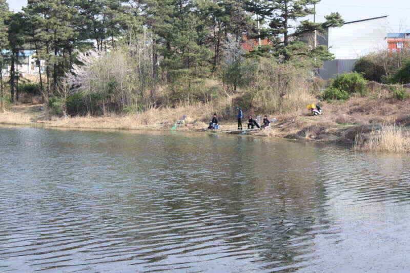 경산권 소류지 4짜 월척들이 활발한 움직임을 보이고 있습니다 (조황조행기 - 낚시점조황)