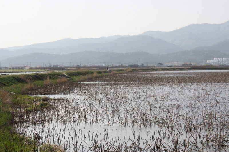 경산권 소류지 4짜 월척들이 활발한 움직임을 보이고 있습니다 (조황조행기 - 낚시점조황)