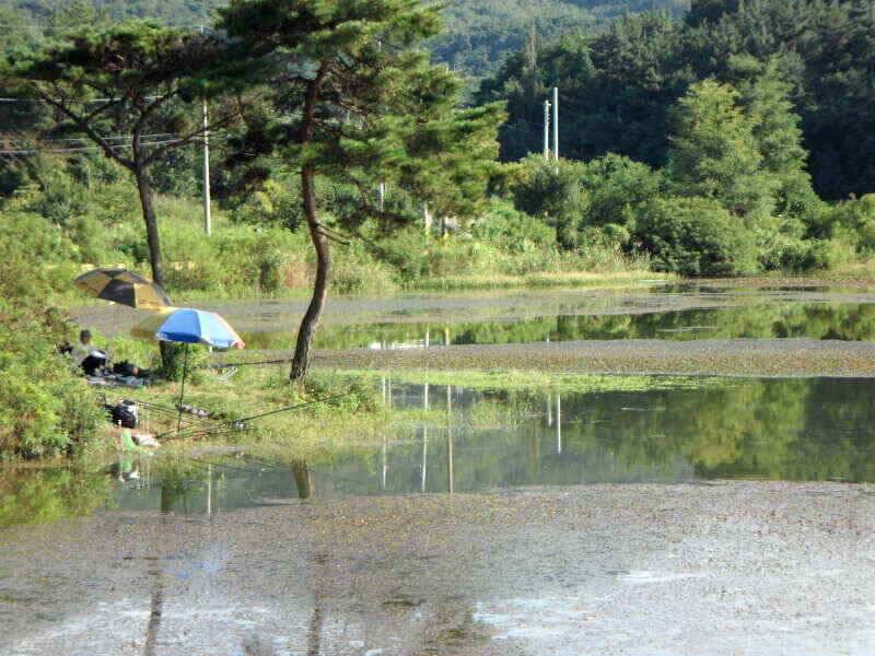 하양금호대창영천권 조황 입니다 (조황조행기 - 낚시점조황)