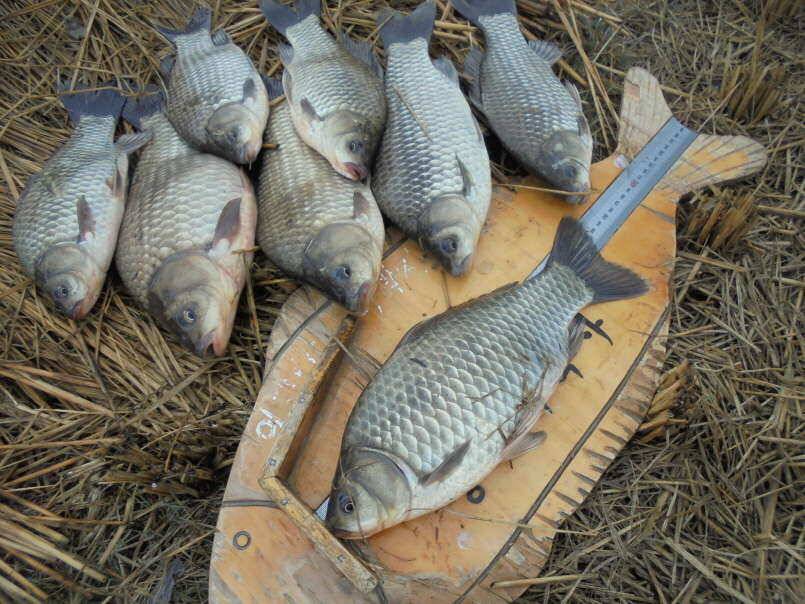 충주 이박사낚시입니다 (조황조행기 - 낚시점조황)