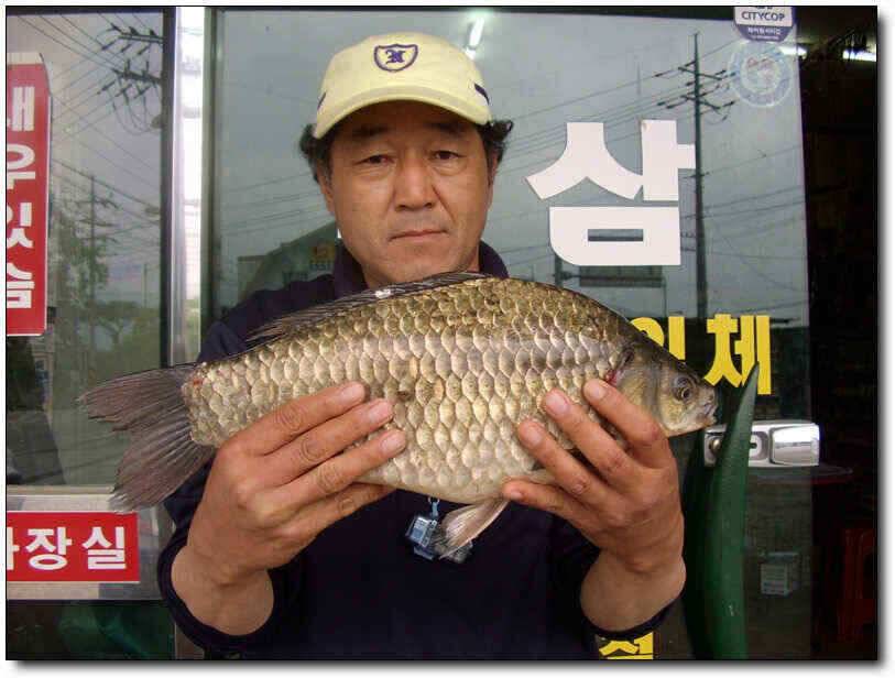 칠곡성주권조황464339외 마리수 (조황조행기 - 낚시점조황)