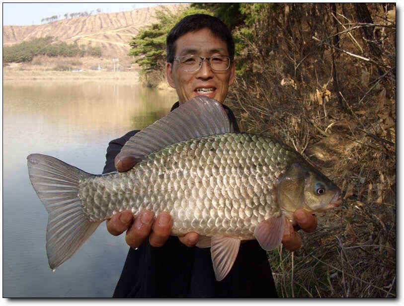 칠곡성주권조황4짜4짜월척 마리수 (조황조행기 - 낚시점조황)