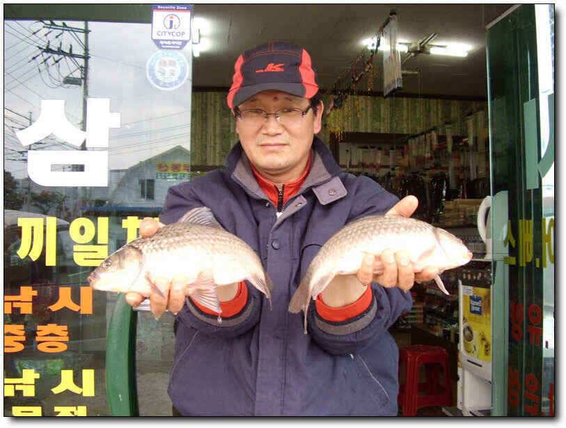 칠곡성주권조황4짜4짜월척 마리수 (조황조행기 - 낚시점조황)