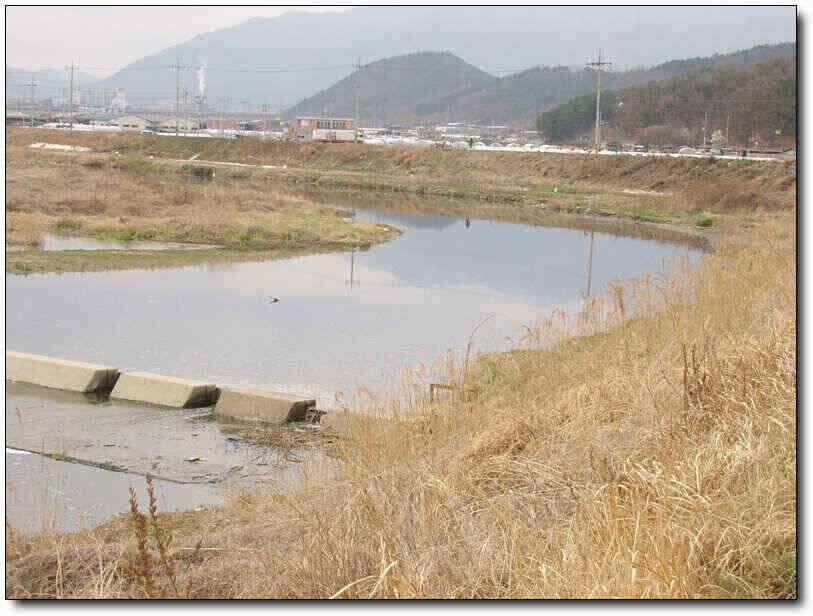 칠곡성주권조황4짜4짜월척 마리수 (조황조행기 - 낚시점조황)