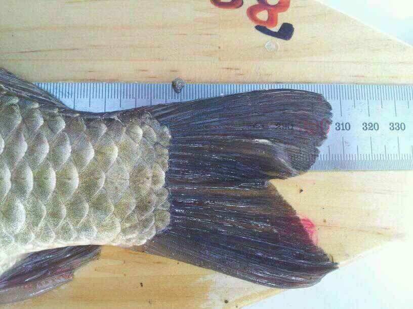 청도권 아침10시조황 (조황조행기 - 낚시점조황)