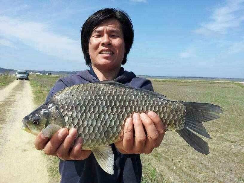 천수만부남호 5월2일 41cm 혹부리와 연일4짜 조황 (조황조행기 - 낚시점조황)