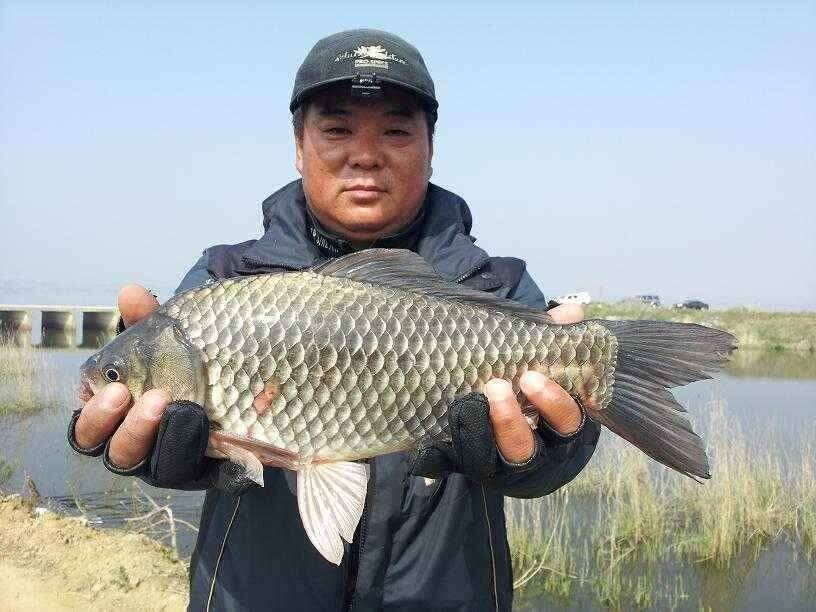 천수만부남호 5월3일 41cm와 쿨러 조황 (조황조행기 - 낚시점조황)