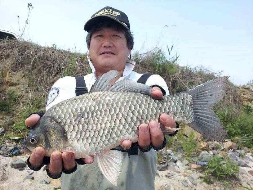 천수만부남호 5월15일 41cm와 마릿수 조황 (조황조행기 - 낚시점조황)