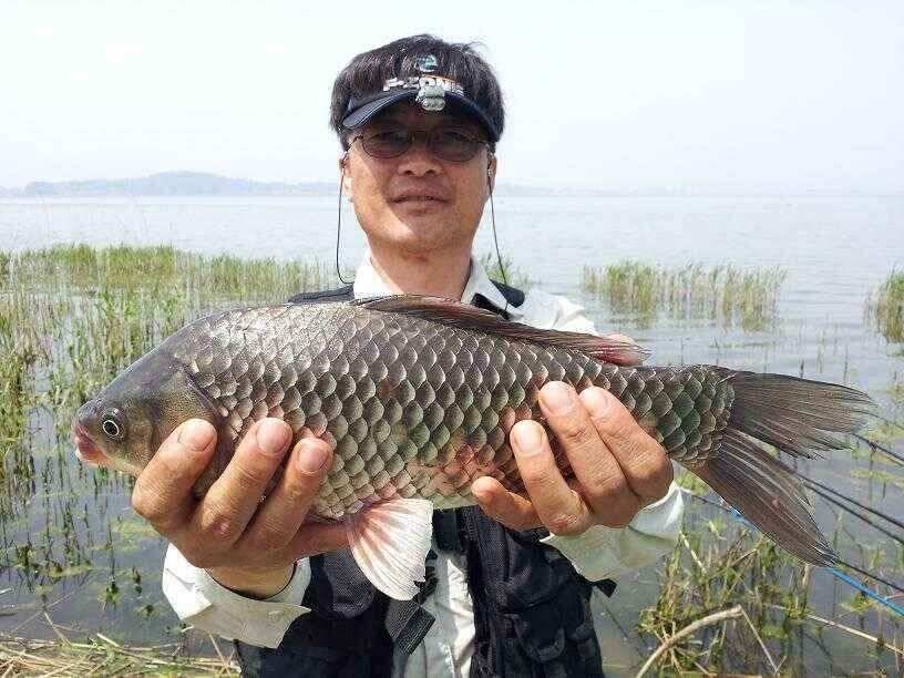 천수만부남호 5월8일 40cm와 조황 (조황조행기 - 낚시점조황)