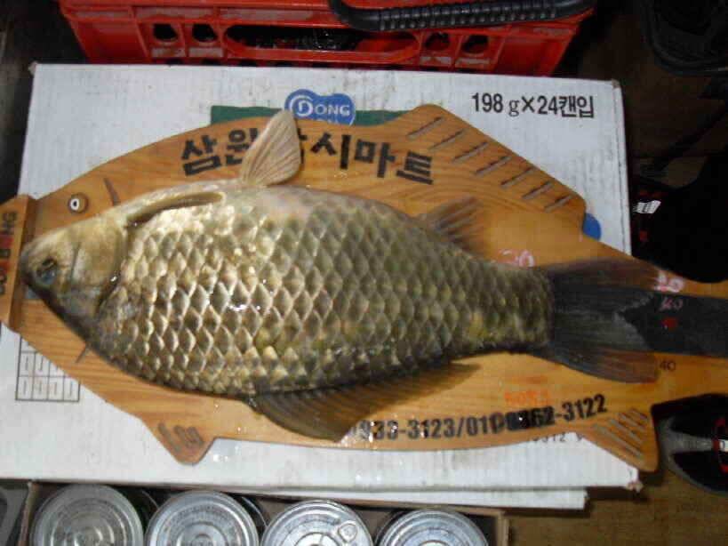 들쑥날쑥한 조황속에서도 대물은 움직입니다 (조황조행기 - 낚시점조황)