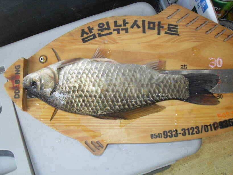들쑥날쑥한 조황속에서도 대물은 움직입니다 (조황조행기 - 낚시점조황)