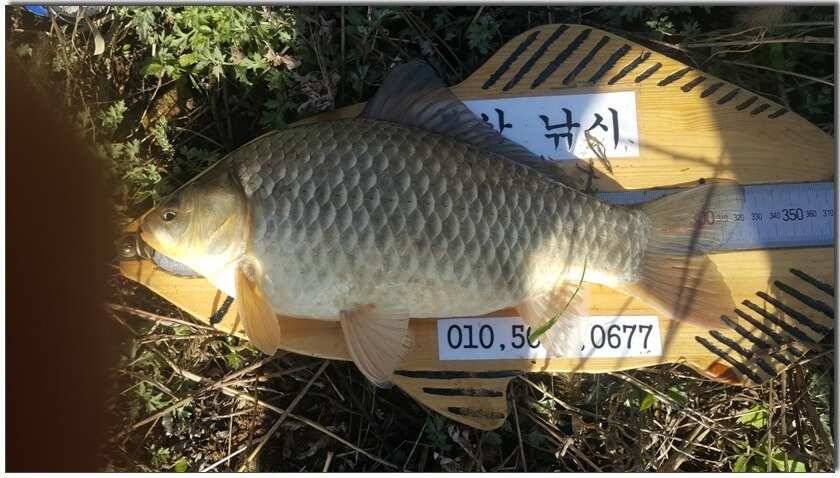 칠곡성주권 조황4241393938외 마리수 (조황조행기 - 낚시점조황)