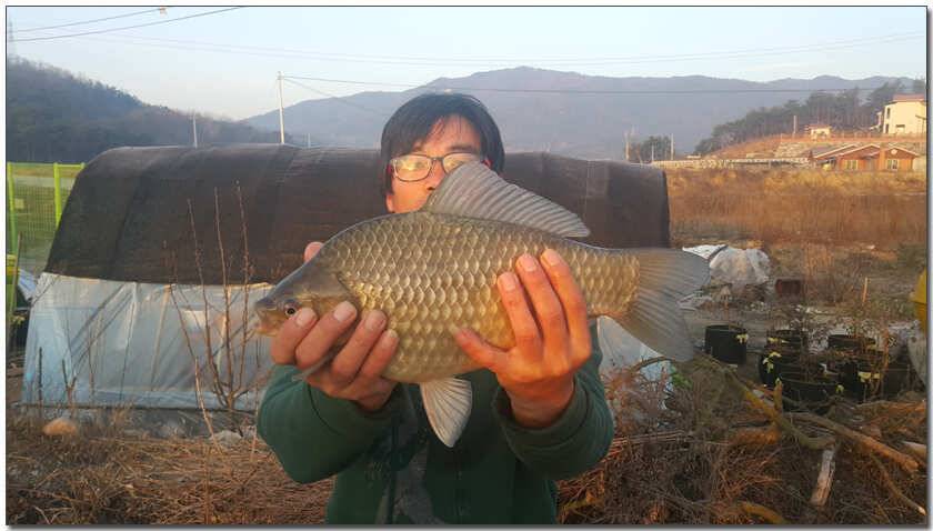 칠곡 성주권 조황및 분석 (조황조행기 - 낚시점조황)