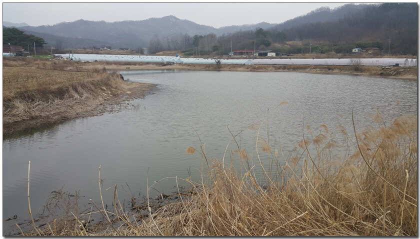 칠곡 성주권 조황및 분석 (조황조행기 - 낚시점조황)