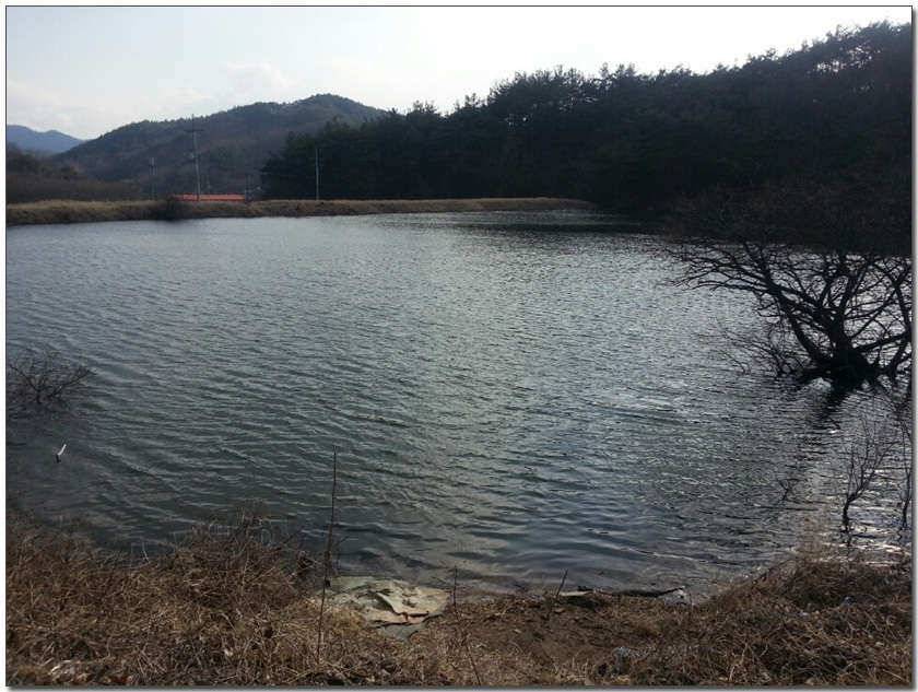 칠곡 성주권 조황및 분석 (조황조행기 - 낚시점조황)