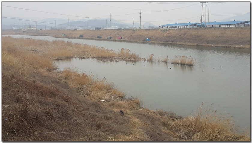 칠곡 성주권 조황및 분석 (조황조행기 - 낚시점조황)