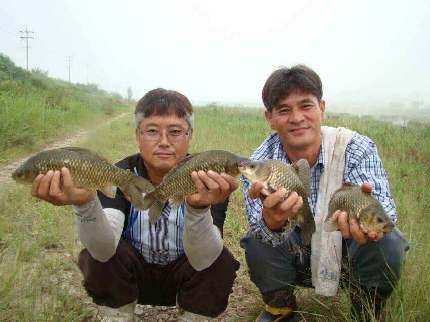 대물나라의 군위 의성권 소식 입니다 (조황조행기 - 낚시점조황)