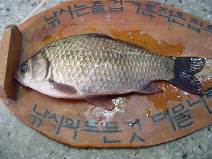 봄딸기와함께봄붕어를 (조황조행기 - 낚시점조황)