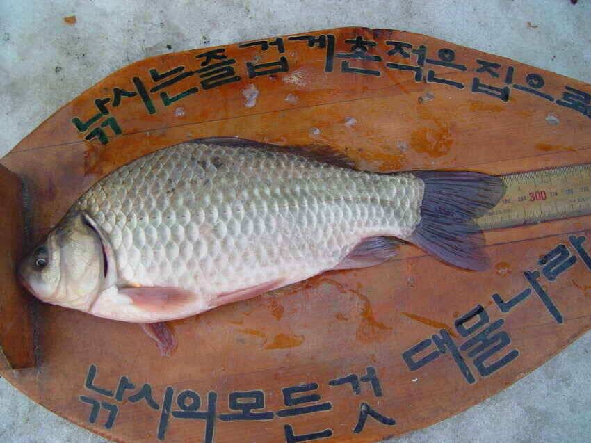 대구에서 가장 가까운 빙어터 군위내의지 (조황조행기 - 낚시점조황)