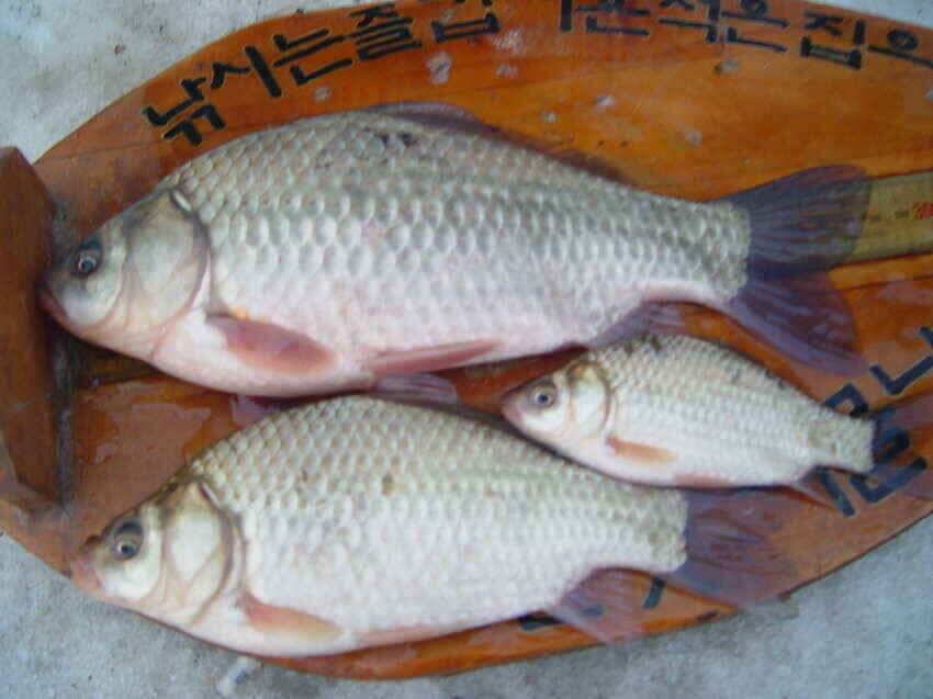 대구에서 가장 가까운 빙어터 군위내의지 (조황조행기 - 낚시점조황)