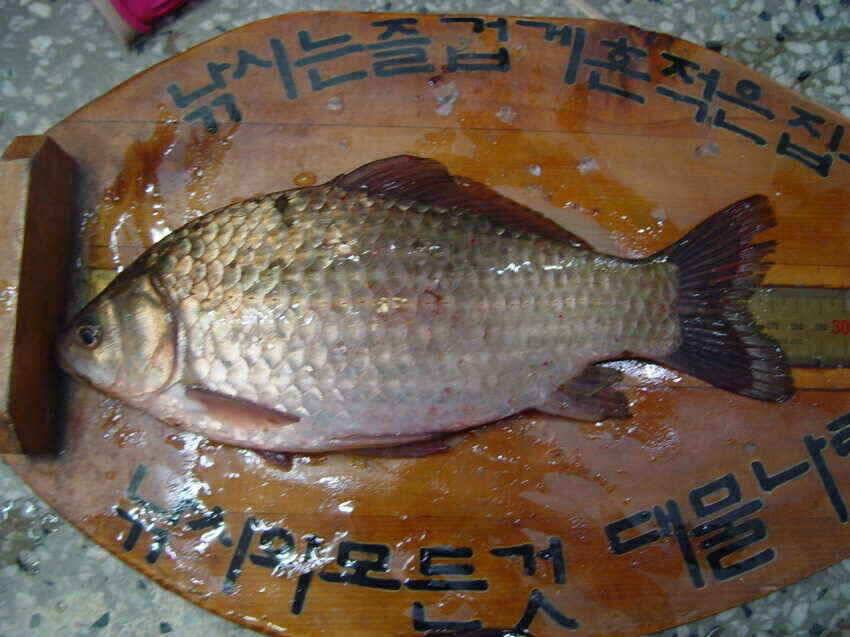 군위권물낚시가능 (조황조행기 - 낚시점조황)
