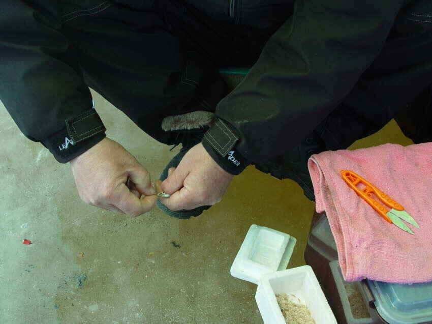물낚시시작얼음낚시끝 (조황조행기 - 낚시점조황)