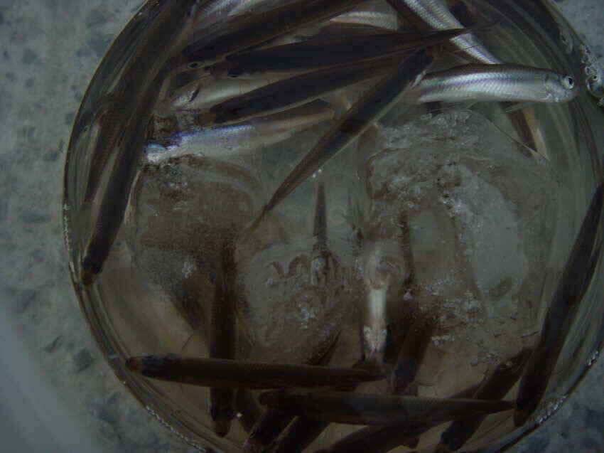 물낚시시작얼음낚시끝 (조황조행기 - 낚시점조황)