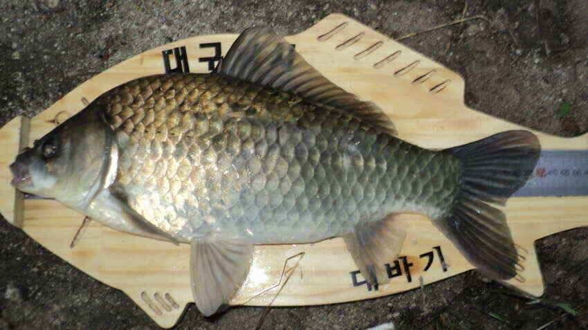 안녕하세요 의성ic 대구낚시 입니다 (조황조행기 - 낚시점조황)