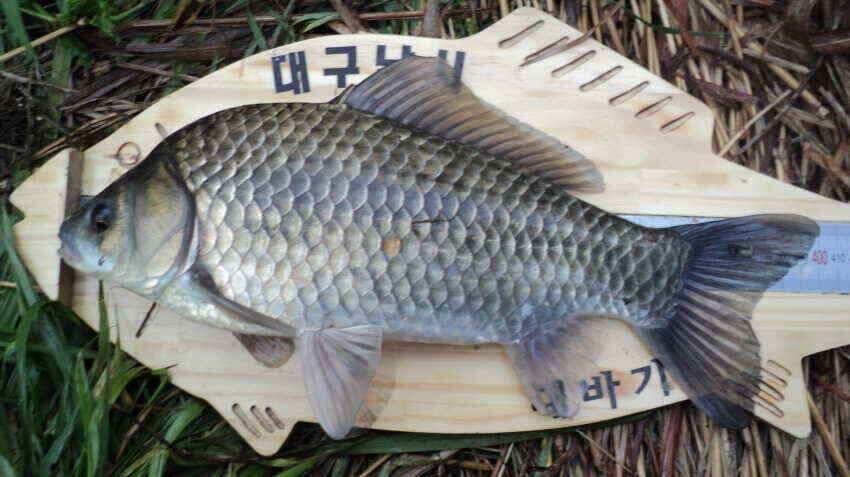안녕하세요 의성ic 대구낚시 입니다 (조황조행기 - 낚시점조황)