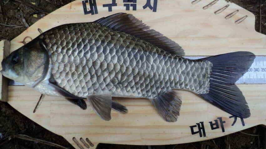 안녕하세요 의성ic 대구낚시 입니다 (조황조행기 - 낚시점조황)